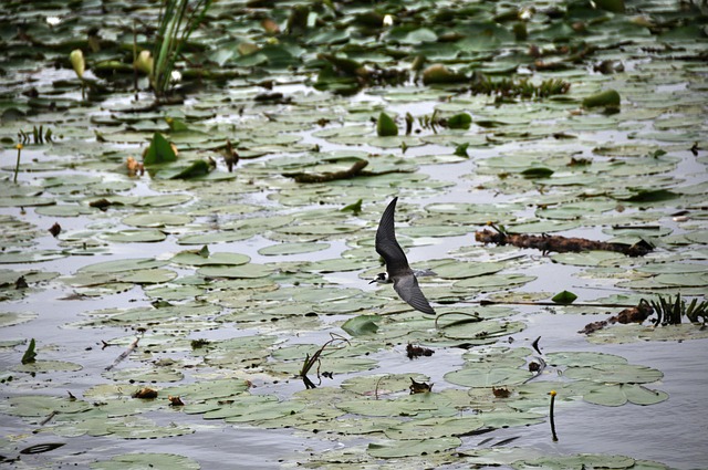 Free Lake Lily Pads photo and picture