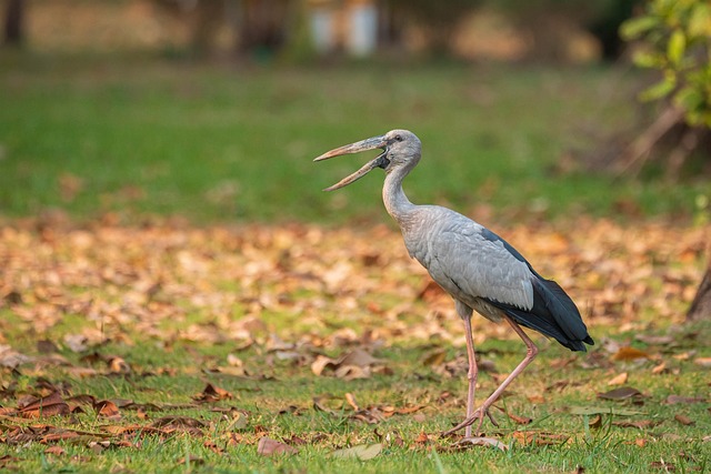 Vogel, Thailand, Natur