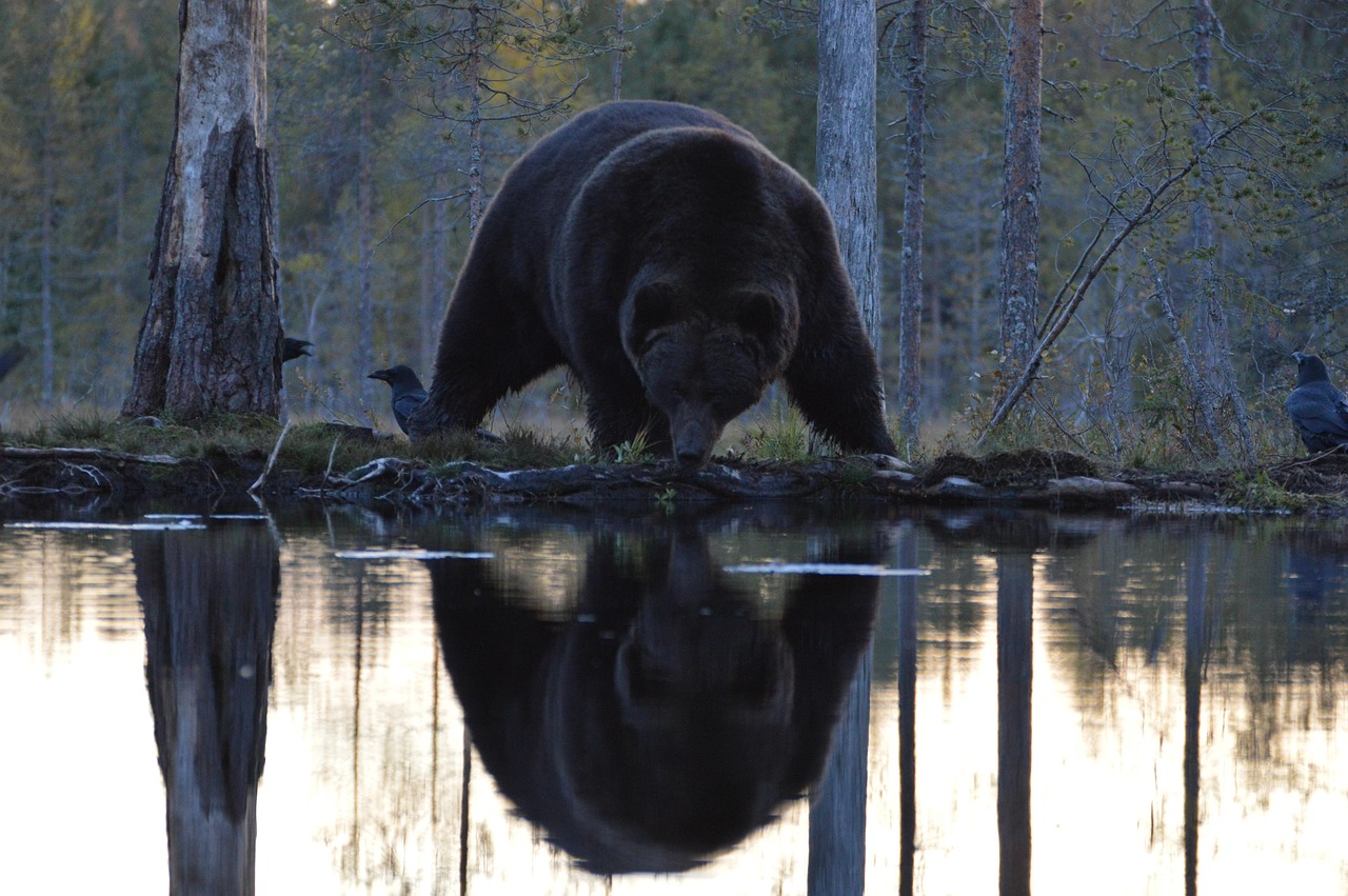 Bear Reflection Kuhmo Mirror Free photo on Pixabay Pixabay