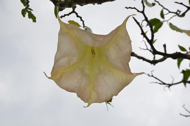 Free Exotic Nature photo and picture