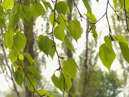 Free Leaves Tree photo and picture