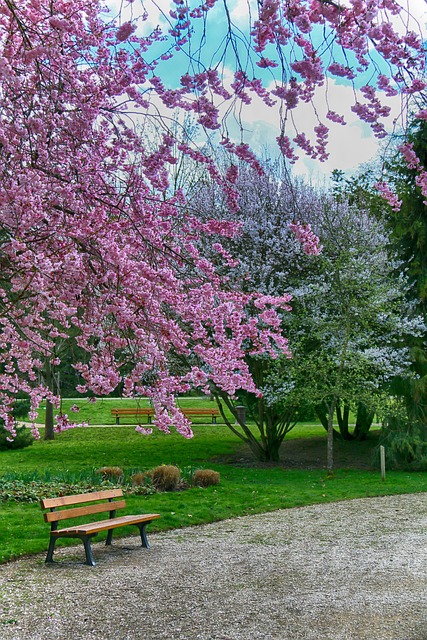 Free Landscape Cherry-In-Flowers photo and picture