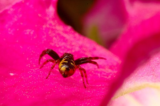 Araña, Spider, Flor, Flower, Insectos