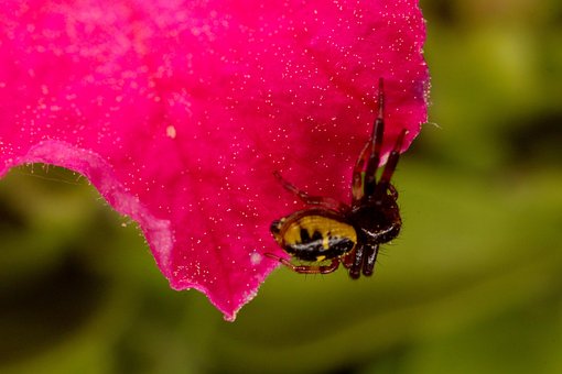 Araña, Spider, Flor, Flower