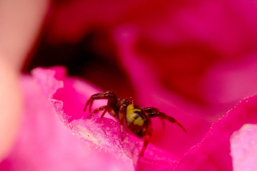 Araña, Spider, Flor, Flower, Insectos