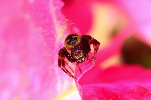 Araña, Spider, Flor, Flower, Insectos