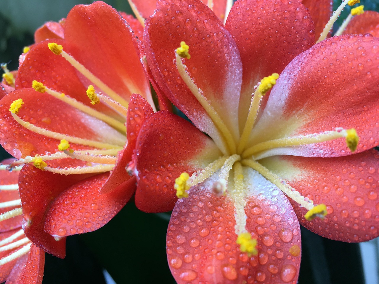 Clivia Fleur Plante D'Appartement - Photo gratuite sur Pixabay - Pixabay