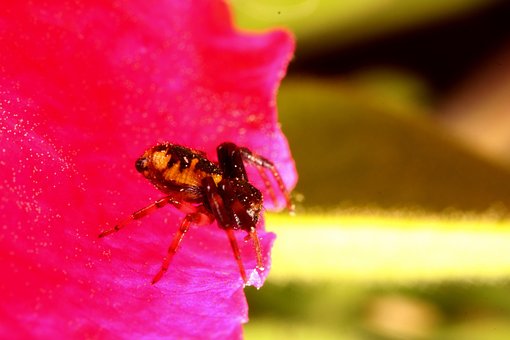 Araña, Hermosas Flores, Spider, Flor