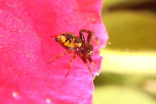 Araña, Spider, Flor, Flower, Insectos