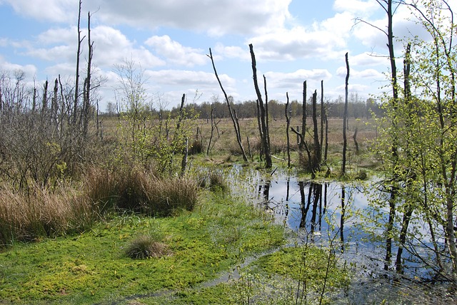 Moor, 1, Mai, Wasser, Natur, Landschaft