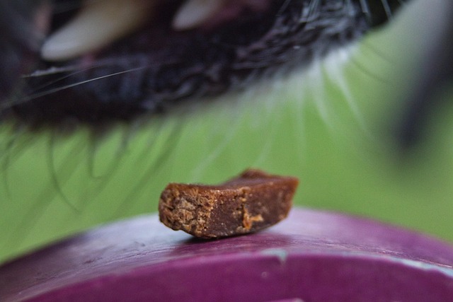 Free Dog Dogfood photo and picture