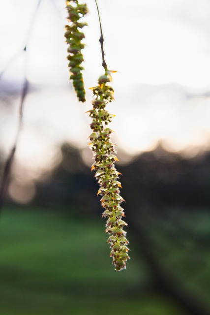 Free Nature Spring photo and picture