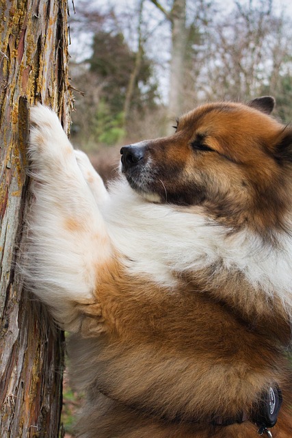 Free Dog Pet photo and picture