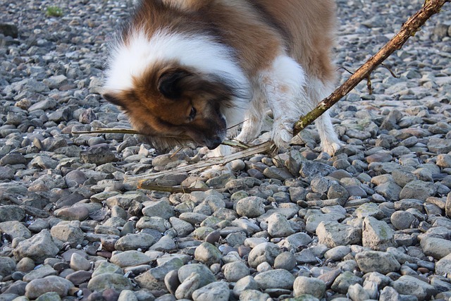 Free Stone Dog photo and picture