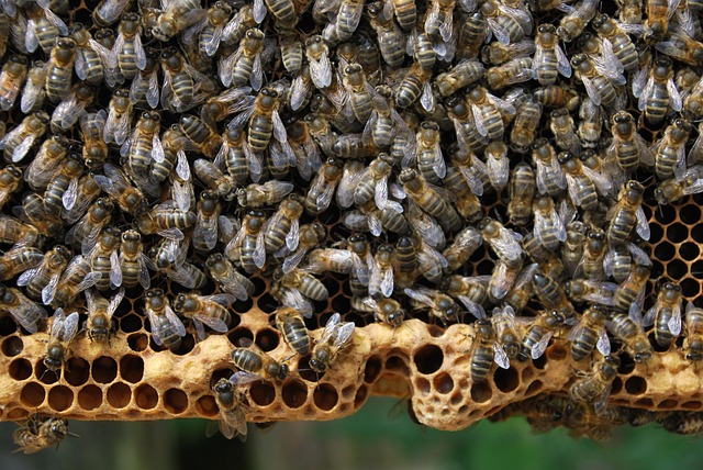 Bienen, Waben, Bienenstock, Nahaufnahme