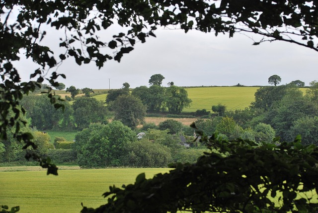 Landschaft, Irland, Natur, Sommer, Wiese