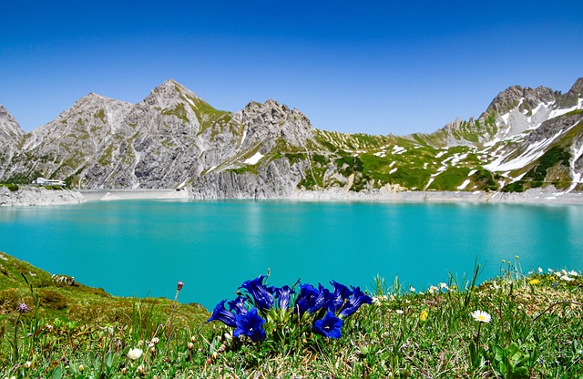 Free Lünersee Gentian photo and picture