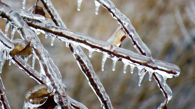 Free Hoarfrost Winter photo and picture