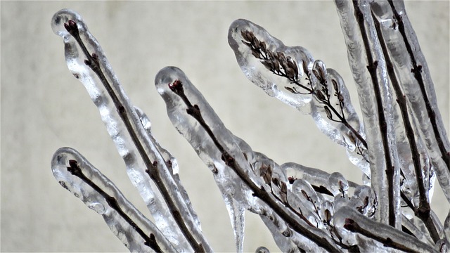 Free Hoarfrost Winter photo and picture