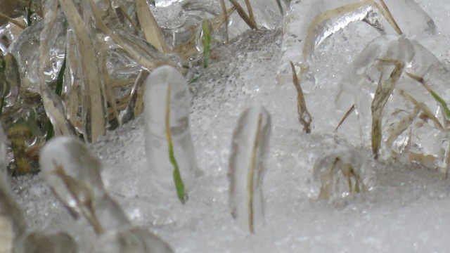 Free Hoarfrost Winter photo and picture