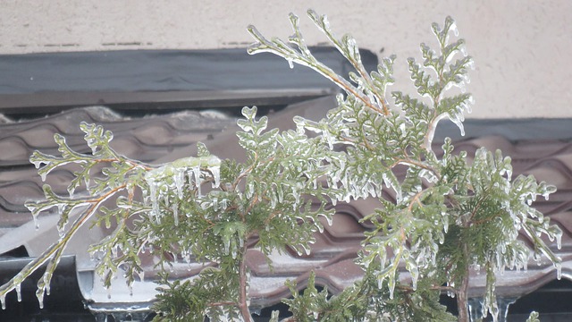 Free Hoarfrost Winter photo and picture