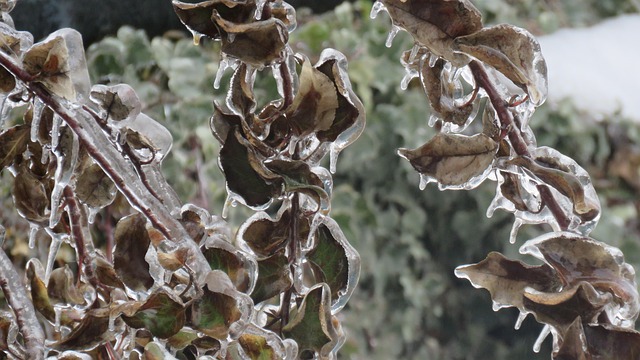 Free Hoarfrost Winter photo and picture