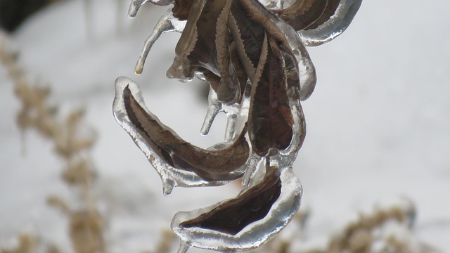 Free Hoarfrost Winter photo and picture