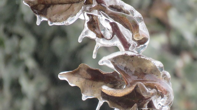 Free Hoarfrost Winter photo and picture