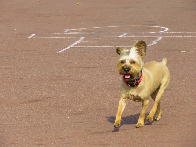 Free Dog Running photo and picture
