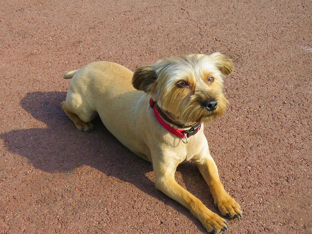 Free Dog Care photo and picture