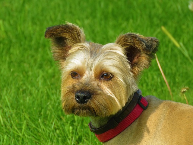 Free Dog Parka photo and picture