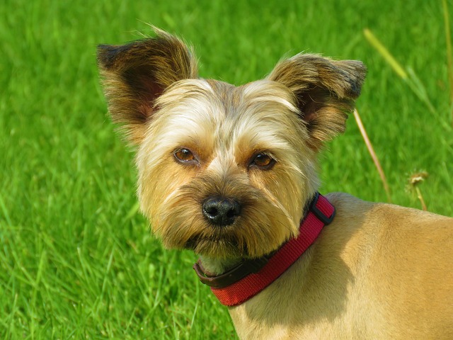 Free Dog Parka photo and picture