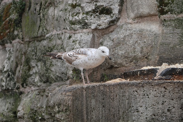 Vogel, Allein, Tier, Natur, Stand-Alone