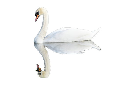 Free Swan Water Bird illustration and picture