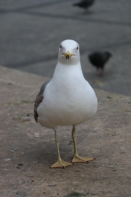 Vogel, Natur, Tier, Draußen, Meer