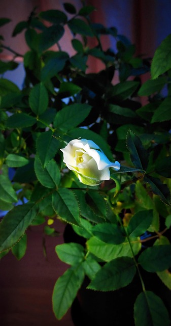 Free Rose White Rose photo and picture