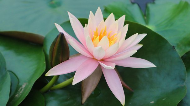Free Flower Natural photo and picture
