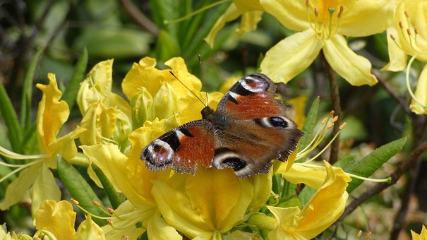 Free Peacock Butterfly Butterfly photo and picture