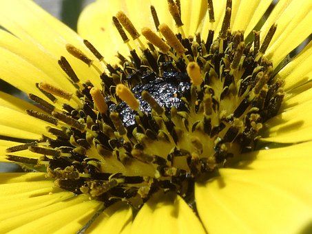 Free Flower Nature photo and picture