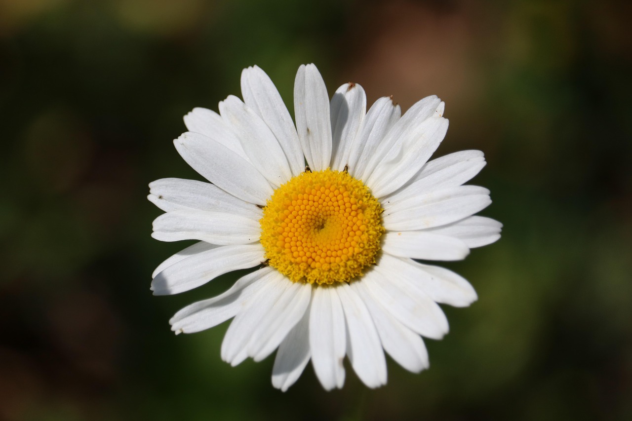 plus-de-200-images-de-paquerette-et-de-nature-pixabay