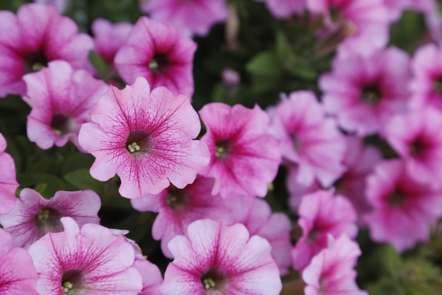 Blumen, Blumen Hintergrund, Garten