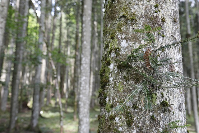 Baum, Baumstamm, Rinde, Moos, Natur
