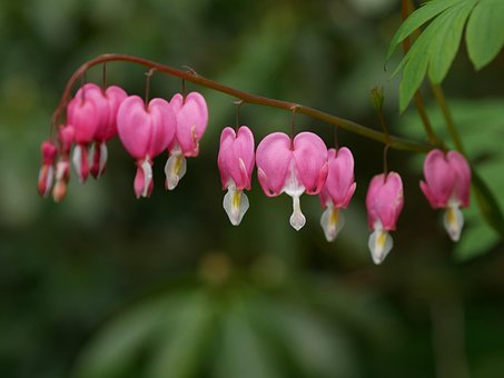 Free Crying Heart Pink photo and picture