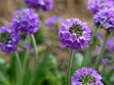 Free Kugelprimel Purple photo and picture