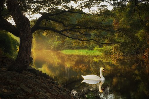 Free Swan Lake photo and picture