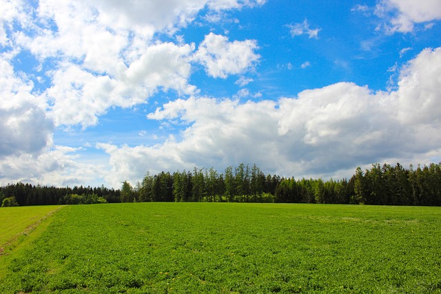 Free Field Forest photo and picture
