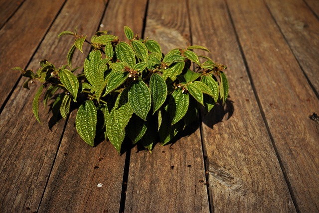 Free Plant Wood photo and picture