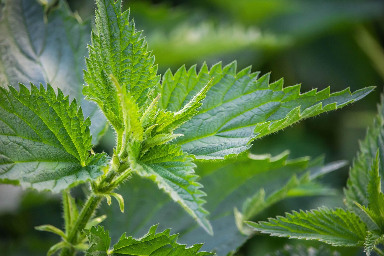 Stinging Nettle Plant Free Photo On Pixabay