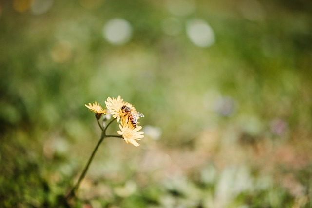 Free Bee Nature photo and picture