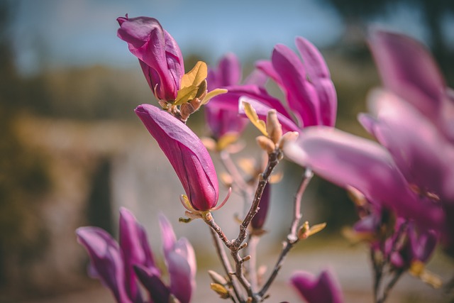 Free Flower Flower Wallpaper photo and picture